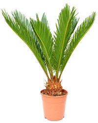 Cycas Palm Tree in a pot